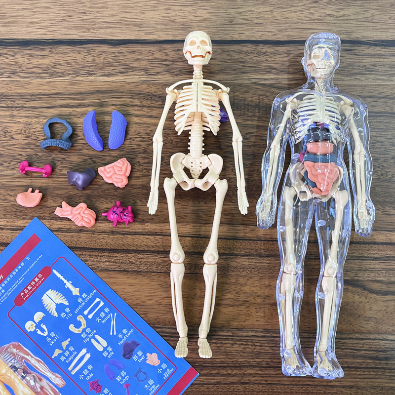 Model Kit Fantasy - 3D ludzki szkielet anatomia narządów zestaw