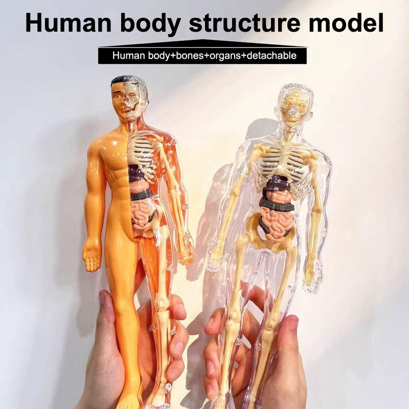 3D ludzki szkielet anatomia na – Model Kit Fantasy recenzja i cena