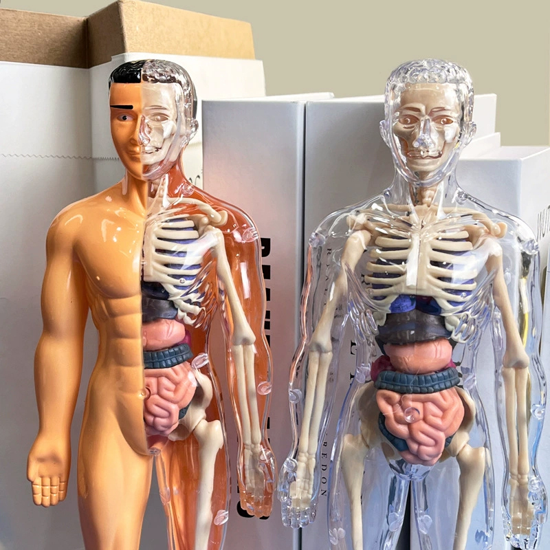 3D ludzki szkielet anatomia na – Model Kit Fantasy recenzja i cena