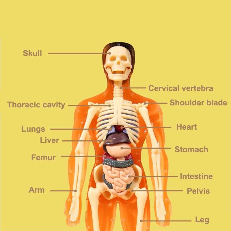 3D ludzki szkielet anatomia na – Model Kit Fantasy recenzja i cena